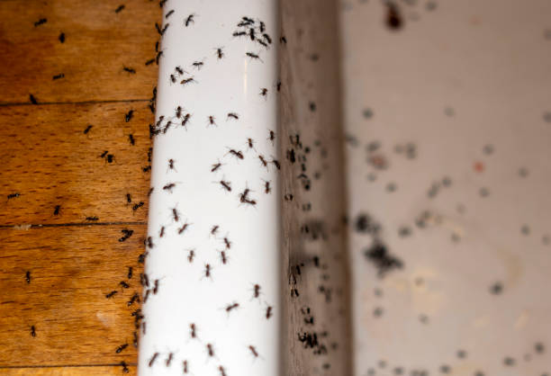 Best Pest Removal Services  in Ione, CA
