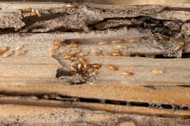 Best Flea Control Services  in Ione, CA