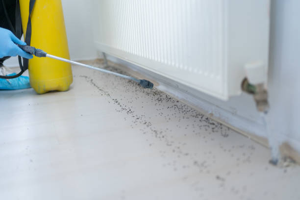 Best Insect Control  in Ione, CA
