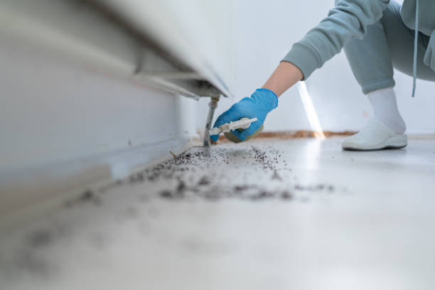 Flea Control Services in Ione, CA
